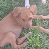 Zeva two, a male Rhodesian Ridgeback for sale in Marlow, OK – Photo 1 of 2