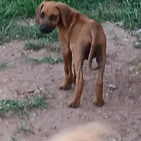 Zeva one, a male Rhodesian Ridgeback for sale in Marlow, OK – Photo 1 of 2