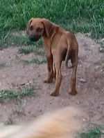 Zeva one, a male Rhodesian Ridgeback for sale in Marlow, OK – Photo 1 of 2
