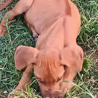 Zeva one, a male Rhodesian Ridgeback for sale in Marlow, OK – Photo 2 of 2