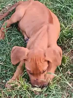 Zeva one, a male Rhodesian Ridgeback for sale in Marlow, OK – Photo 2 of 2