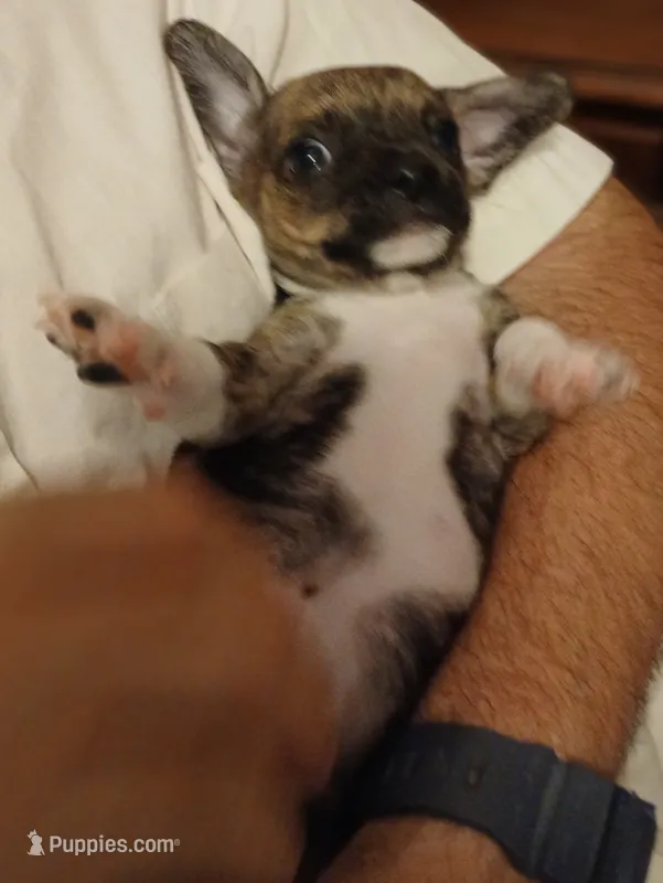 Bruno – Chihuahua puppy for sale in Grand Terrace, CA