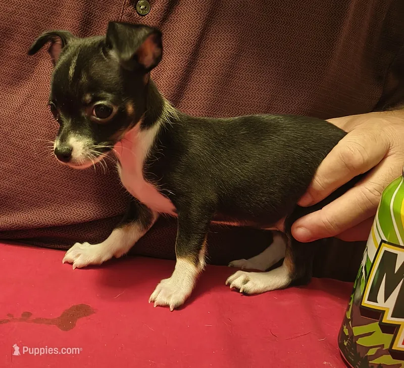 Puppy #5 – Chihuahua puppy for sale in Grand Terrace, CA