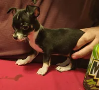 Puppy #5, a female Chihuahua for sale in Grand Terrace, CA – 1 of 2