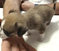 Crissy, a female Chihuahua for sale in Grand Terrace, CA – 4 of 10