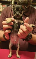 TJ, a male Chihuahua for sale in Grand Terrace, CA – 2 of 2