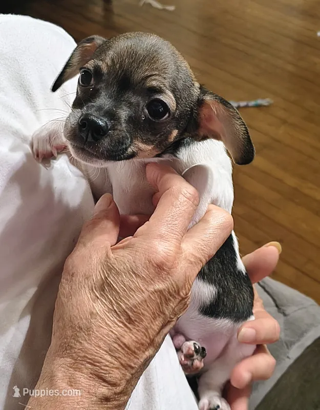 Lucky – Chihuahua puppy for sale in Grand Terrace, CA
