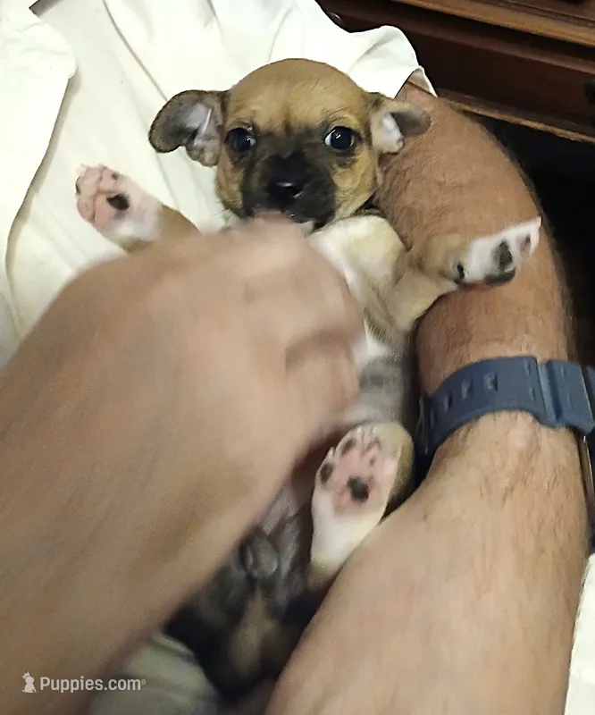 Maggie – Chihuahua puppy for sale in Grand Terrace, CA