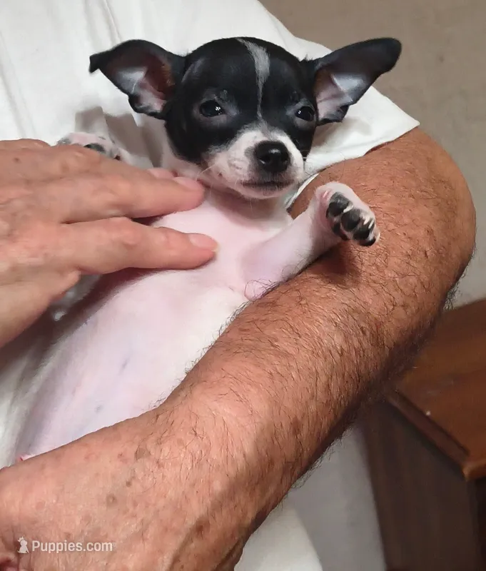 AJ – Chihuahua puppy for sale in Grand Terrace, CA