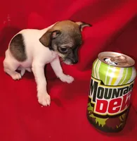 Puppy #2, a male Chihuahua for sale in Grand Terrace, CA – 2 of 2