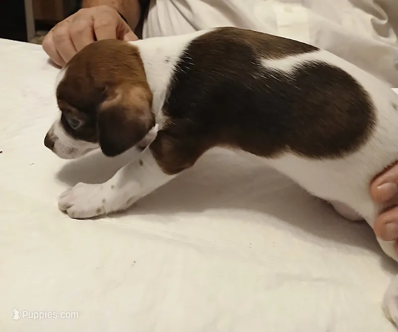 Susie – Chihuahua puppy for sale in Grand Terrace, CA