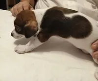 Susie, a female Chihuahua for sale in Grand Terrace, CA – 1 of 8
