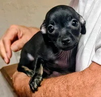 Max, a male Chihuahua for sale in Grand Terrace, CA – 4 of 7