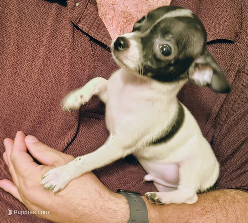 AJ – Chihuahua puppy for sale in Grand Terrace, CA