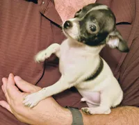 AJ, a male Chihuahua for sale in Grand Terrace, CA – 1 of 6