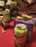 Puppy #3, a male Chihuahua for sale in Grand Terrace, CA – 1 of 2