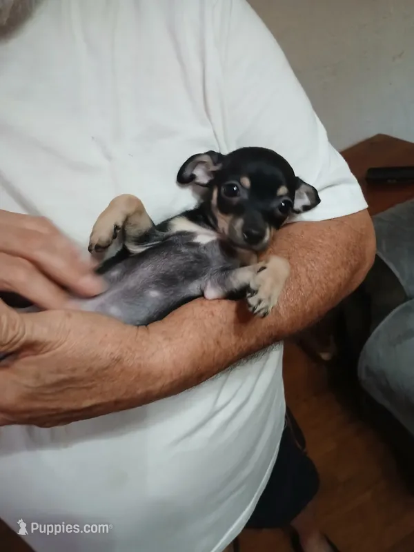 TJ – Chihuahua puppy for sale in Grand Terrace, CA