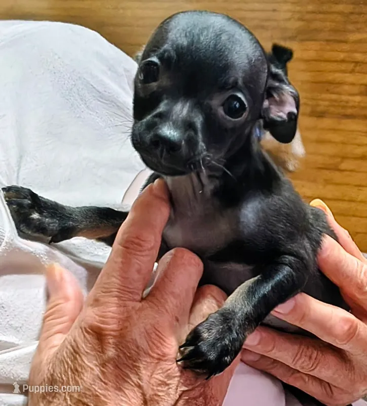 Max – Chihuahua puppy for sale in Grand Terrace, CA