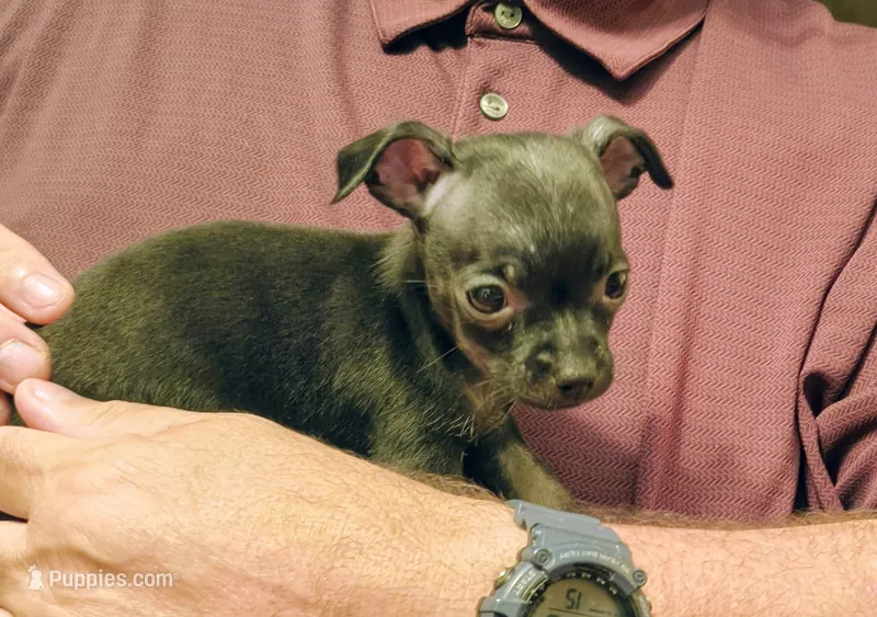 Max – Chihuahua puppy for sale in Grand Terrace, CA