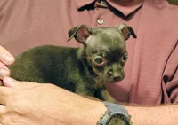 Max, a male Chihuahua for sale in Grand Terrace, CA – 1 of 2