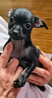 Max, a male Chihuahua for sale in Grand Terrace, CA – 2 of 7