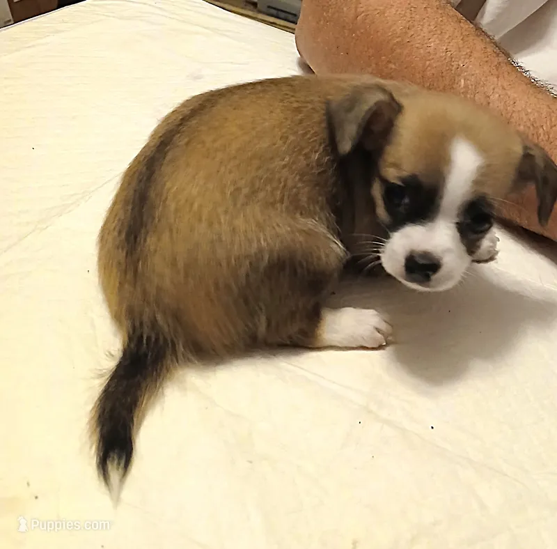 Crissy – Chihuahua puppy for sale in Grand Terrace, CA