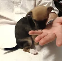 Maggie, a female Chihuahua for sale in Grand Terrace, CA – 2 of 6