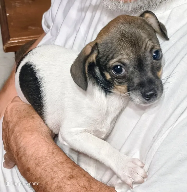 Lucky – Chihuahua puppy for sale in Grand Terrace, CA