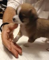 Crissy, a female Chihuahua for sale in Grand Terrace, CA – 2 of 10