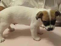 Bernie, a male Chihuahua for sale in Grand Terrace, CA – 2 of 8
