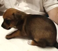 Jo Jo, a male Chihuahua for sale in Grand Terrace, CA – 8 of 9