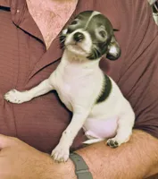 AJ, a male Chihuahua for sale in Grand Terrace, CA – 3 of 6