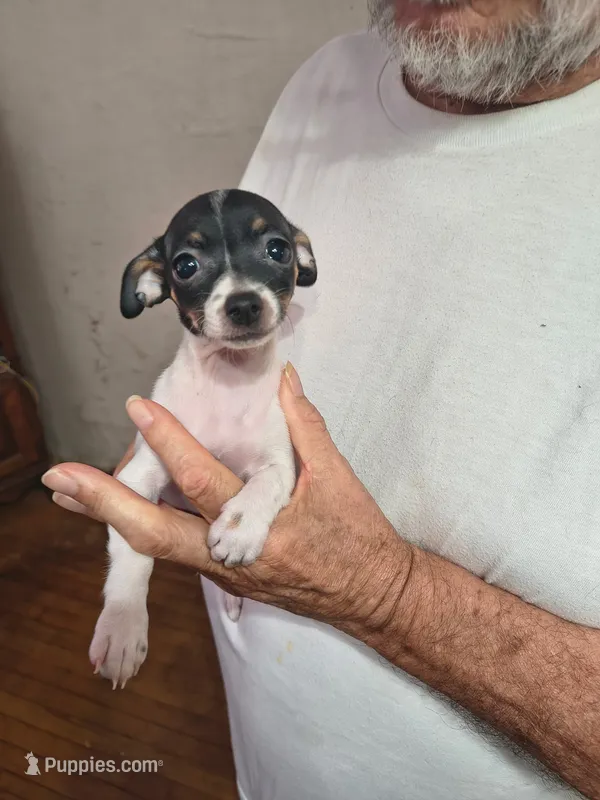 Annie – Chihuahua puppy for sale in Grand Terrace, CA