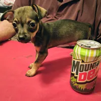 Puppy #3, a male Chihuahua for sale in Grand Terrace, CA – 2 of 2