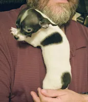 AJ, a male Chihuahua for sale in Grand Terrace, CA – 2 of 6