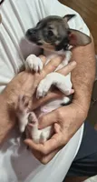 Lucky, a male Chihuahua for sale in Grand Terrace, CA – 3 of 6