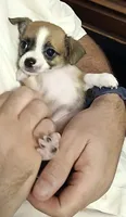 Crissy, a female Chihuahua for sale in Grand Terrace, CA – 6 of 10