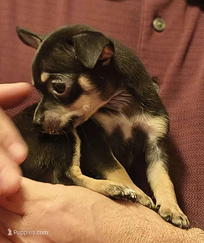 TJ – Chihuahua puppy for sale in Grand Terrace, CA