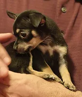 TJ, a male Chihuahua for sale in Grand Terrace, CA – 1 of 2
