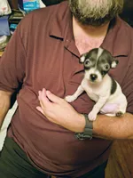 AJ, a male Chihuahua for sale in Grand Terrace, CA – 6 of 6