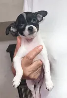 AJ, a male Chihuahua for sale in Grand Terrace, CA – 10 of 10