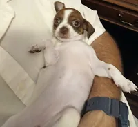 Susie, a female Chihuahua for sale in Grand Terrace, CA – 3 of 8