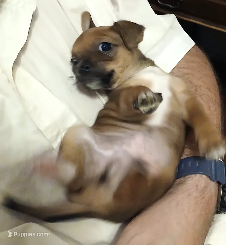 Jo Jo – Chihuahua puppy for sale in Grand Terrace, CA