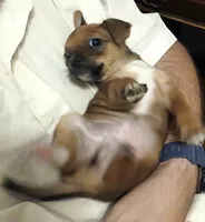 Jo Jo, a male Chihuahua for sale in Grand Terrace, CA – 1 of 9