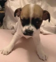 Bernie, a male Chihuahua for sale in Grand Terrace, CA – 7 of 8