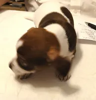Susie, a female Chihuahua for sale in Grand Terrace, CA – 6 of 8