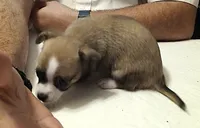Crissy, a female Chihuahua for sale in Grand Terrace, CA – 10 of 10