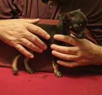 Puppy #4, a male Chihuahua for sale in Grand Terrace, CA – 2 of 2