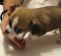 Crissy, a female Chihuahua for sale in Grand Terrace, CA – 7 of 10