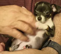 Puppy #5, a female Chihuahua for sale in Grand Terrace, CA – 2 of 2
